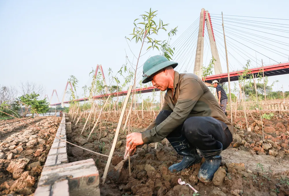 dao-nhat-tan (1).JPG