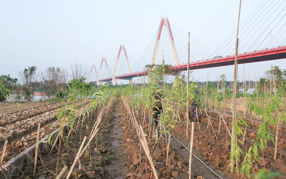 dao-nhat-tan (2).JPG