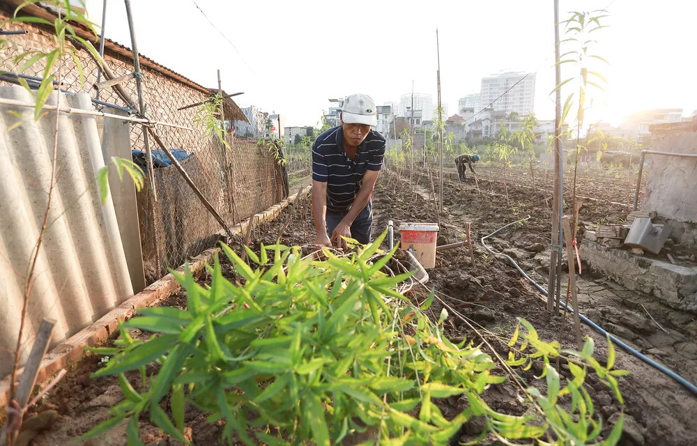 dao-nhat-tan (4).JPG