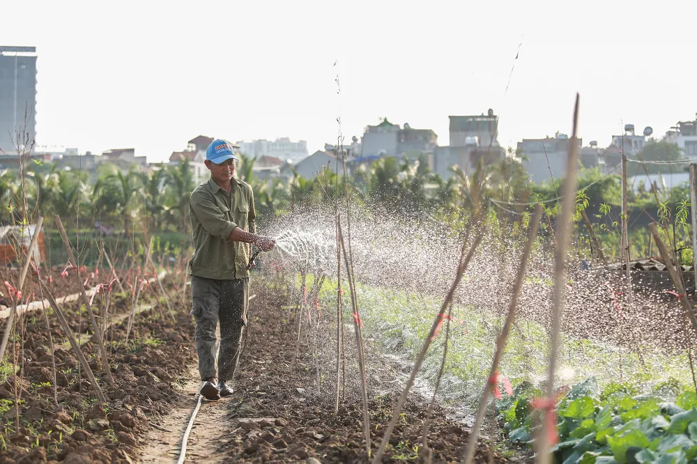 dao-nhat-tan (6).JPG