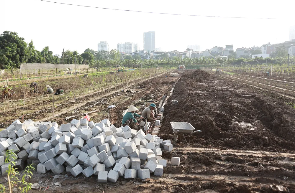 dao-nhat-tan (7).JPG