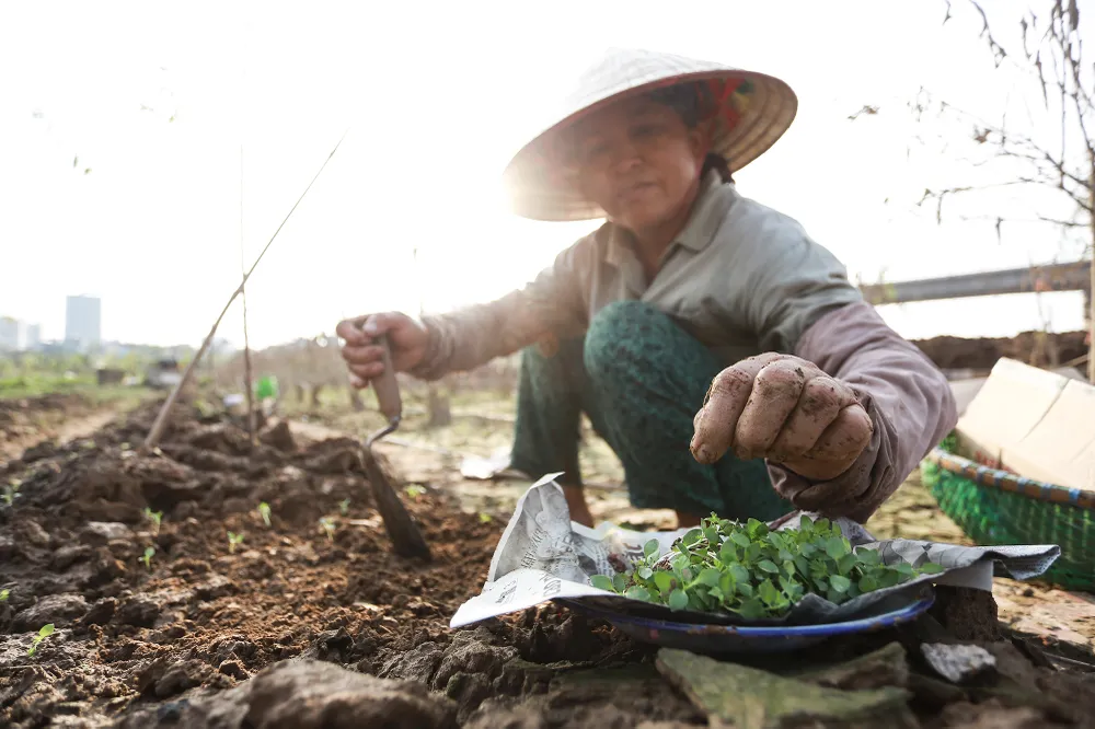 dao-nhat-tan (8).JPG