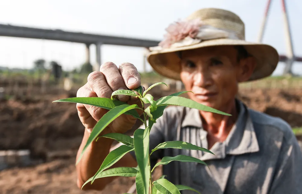 dao-nhat-tan (9).JPG