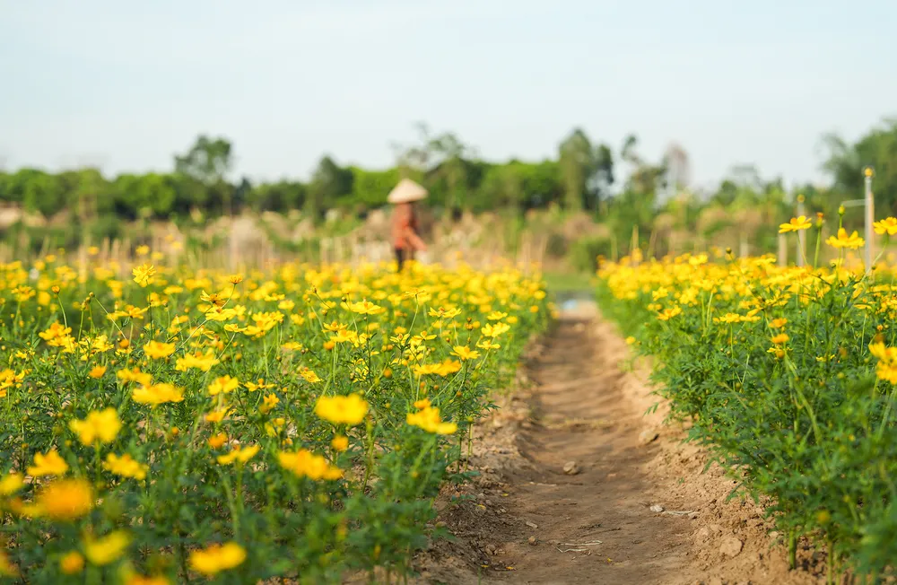 vuon-hoa-cuc (1).JPG