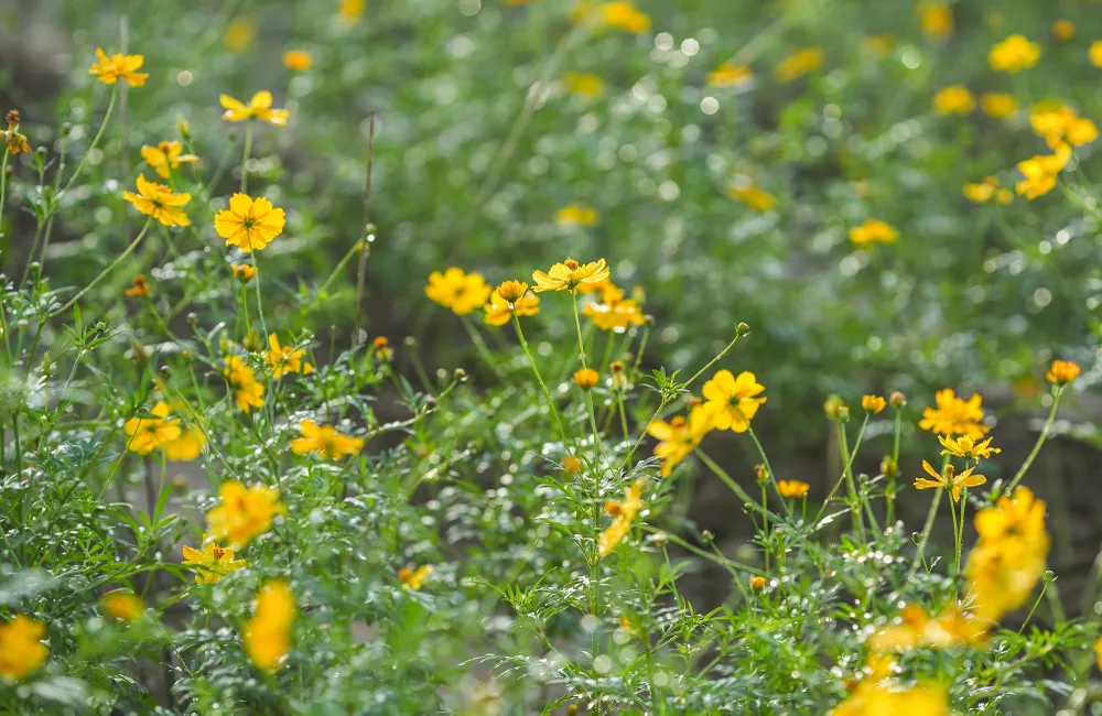 vuon-hoa-cuc (11).JPG