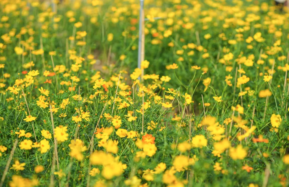 vuon-hoa-cuc (5).JPG