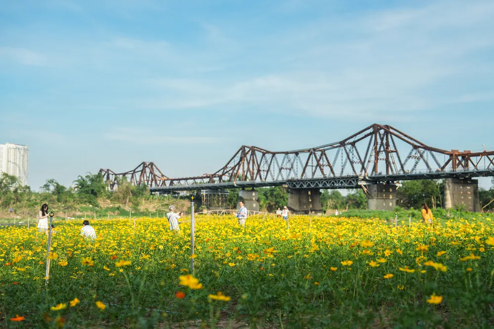 vuon-hoa-cuc (7).JPG