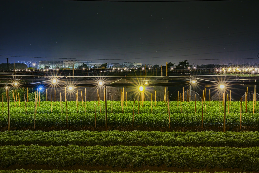 hoa-tay-tuu (10).jpg