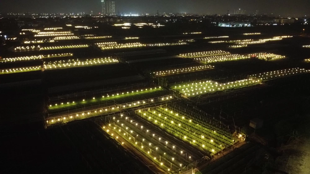 Những ngày cuối năm, làng hoa Tây tựu, quận Bắc Từ Liêm, Hà Nội rực sáng bởi hàng vạn ánh đèn.