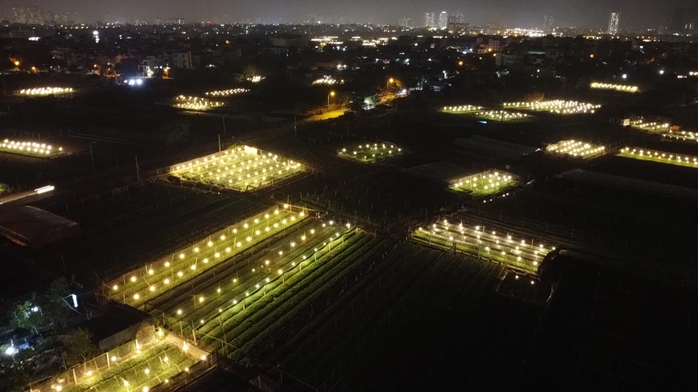 hoa-tay-tuu (14).JPG