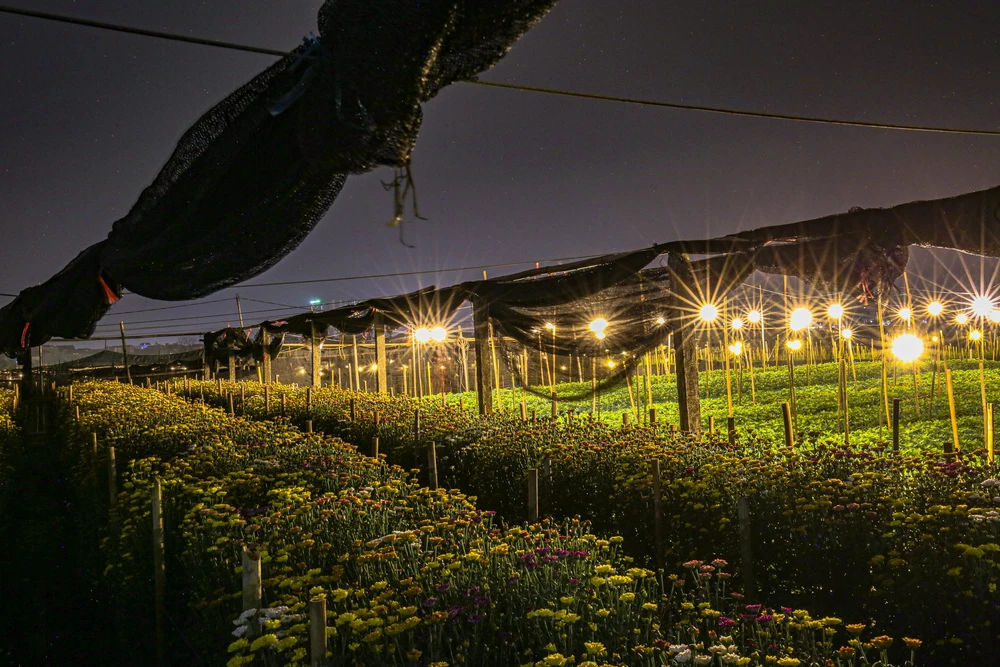 hoa-tay-tuu (15).jpg