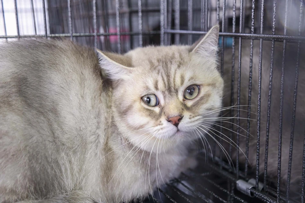 trong-thu-cung (17).jpg