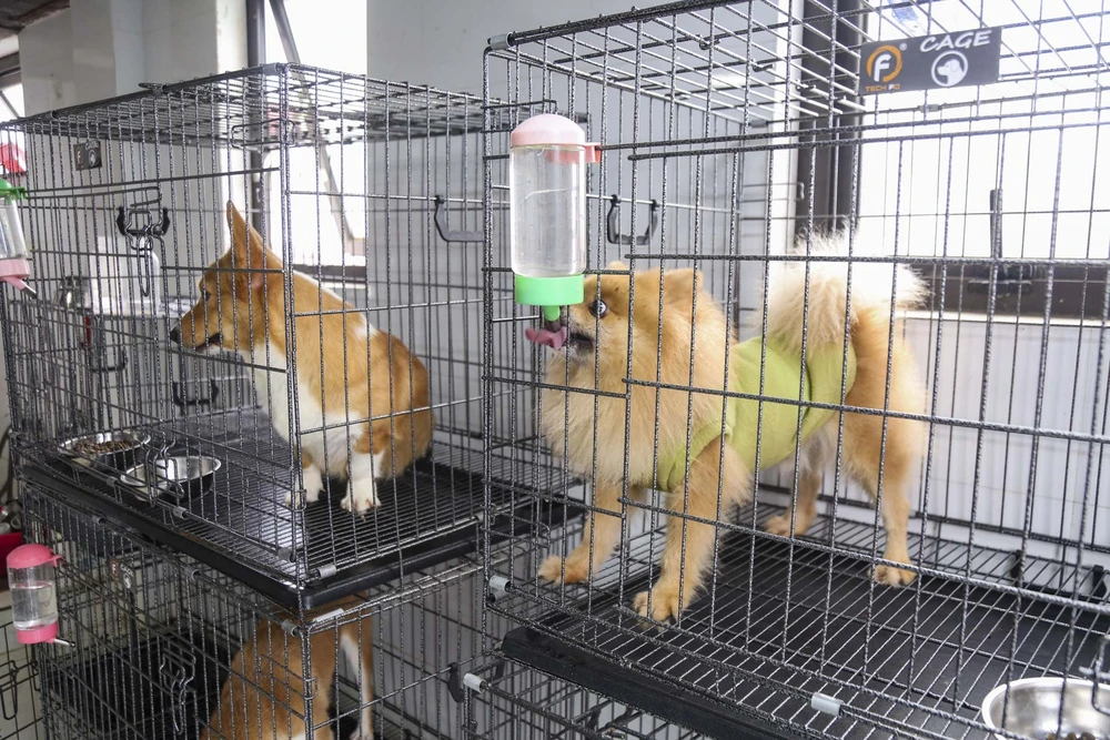 trong-thu-cung (2).jpg