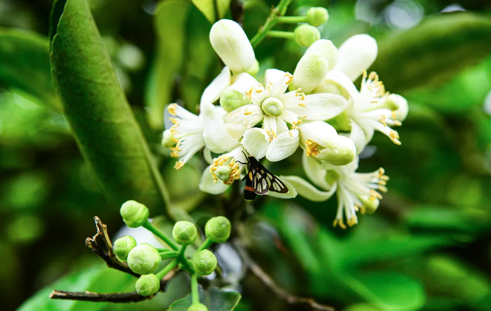 thu-phan-hoa-buoi (12).JPG