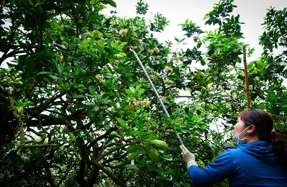 thu-phan-hoa-buoi (13).JPG