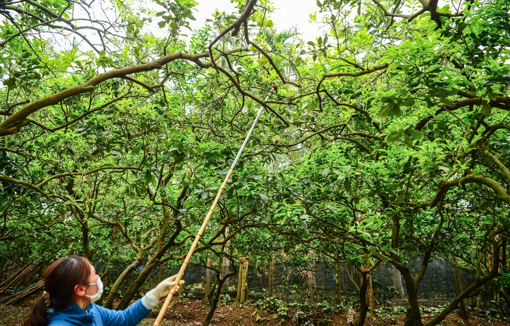 thu-phan-hoa-buoi (14).JPG