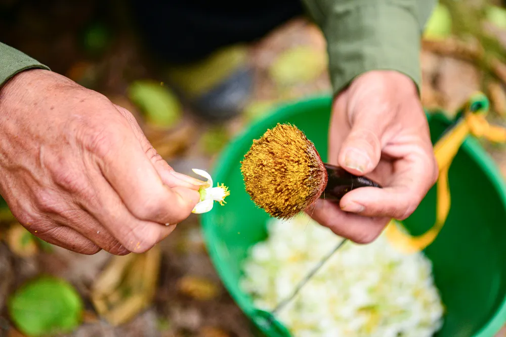 thu-phan-hoa-buoi (5).JPG