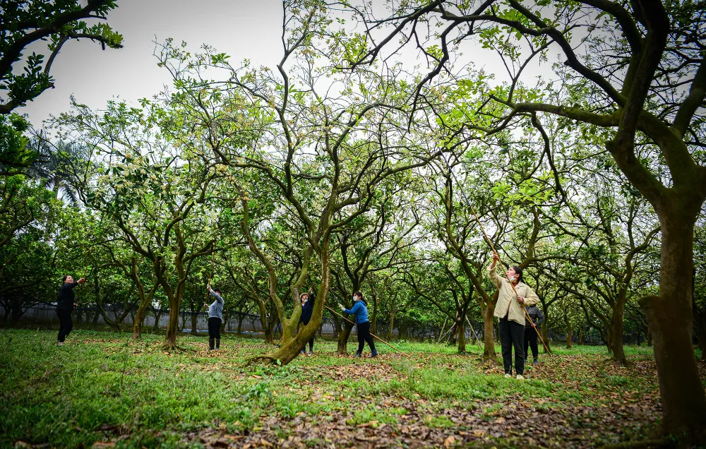 thu-phan-hoa-buoi (6).JPG