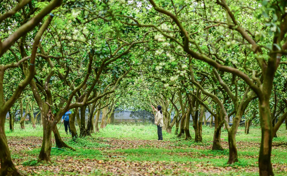 thu-phan-hoa-buoi (8).JPG