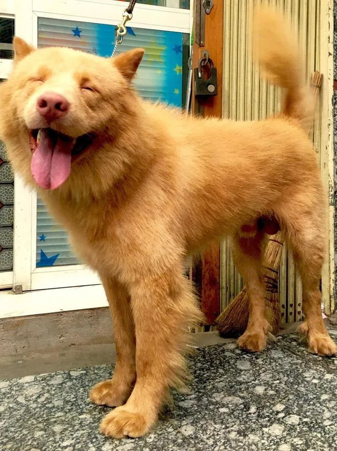 Chú chó Nhật Shiba đóng cậu Vàng trong Lão Hạc gây tranh cãi ảnh 5