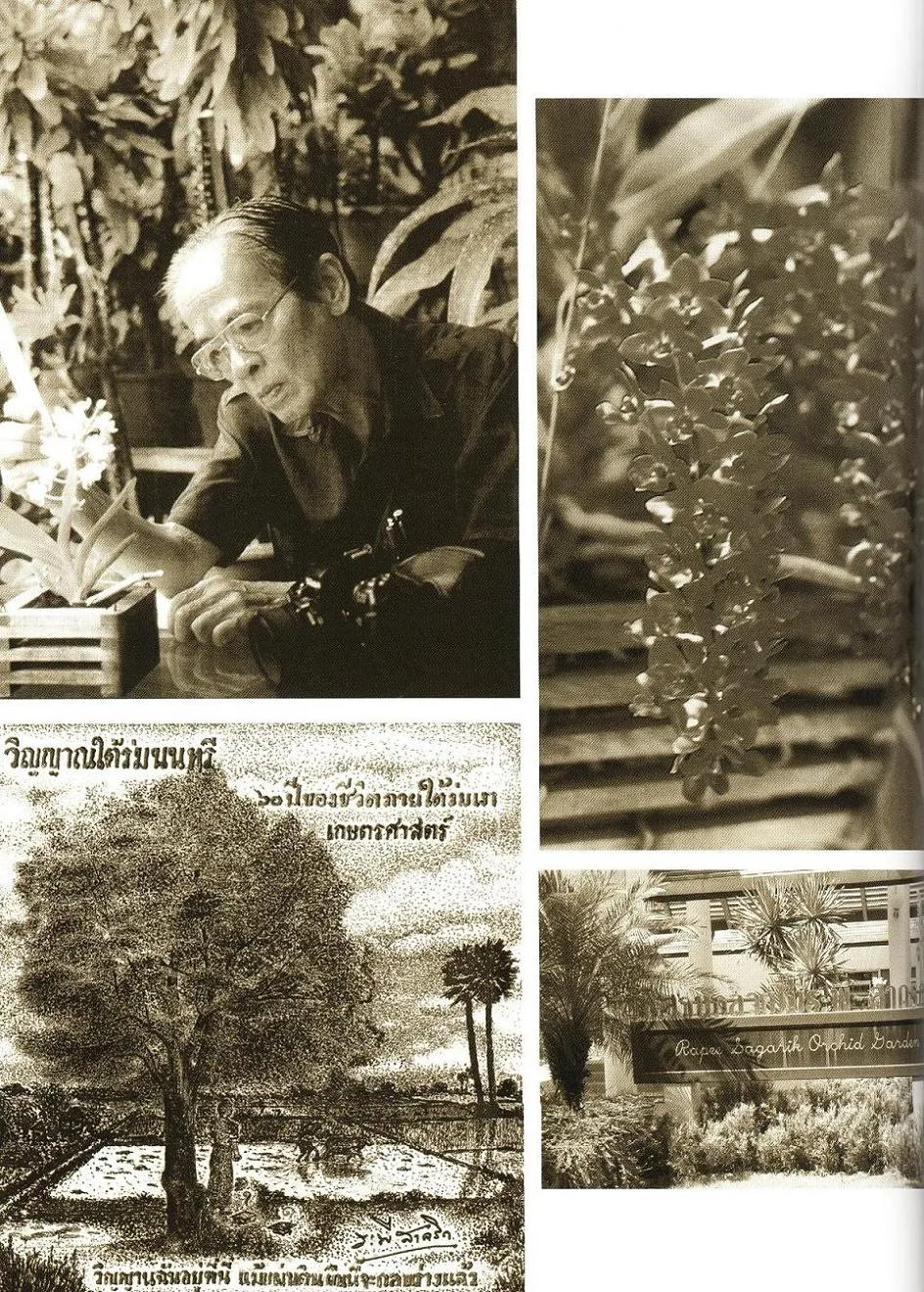 Giáo sư Sagarik là ai mà được Google Doodle vinh danh? ảnh 1