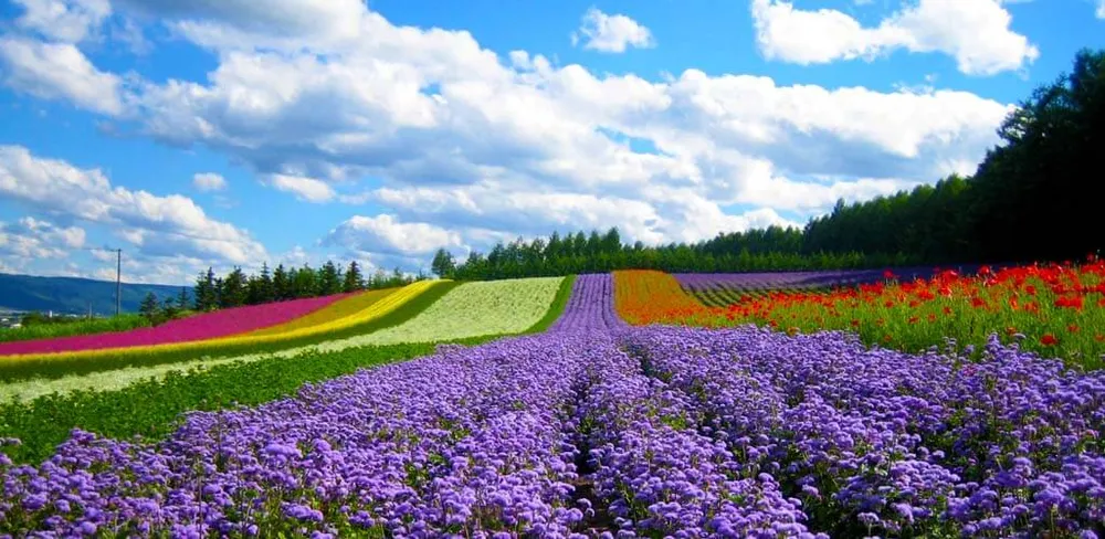 Tết Dương lịch 2021 người dân TP.HCM đi vui chơi ở đâu? ảnh 10