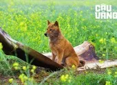 Tăng nhiệt với dàn nhân vật cực chất trong phim Cậu Vàng ảnh 12 Cậu Vàng tung trailer chính thức hé lộ nhiều tình huống mới lạ