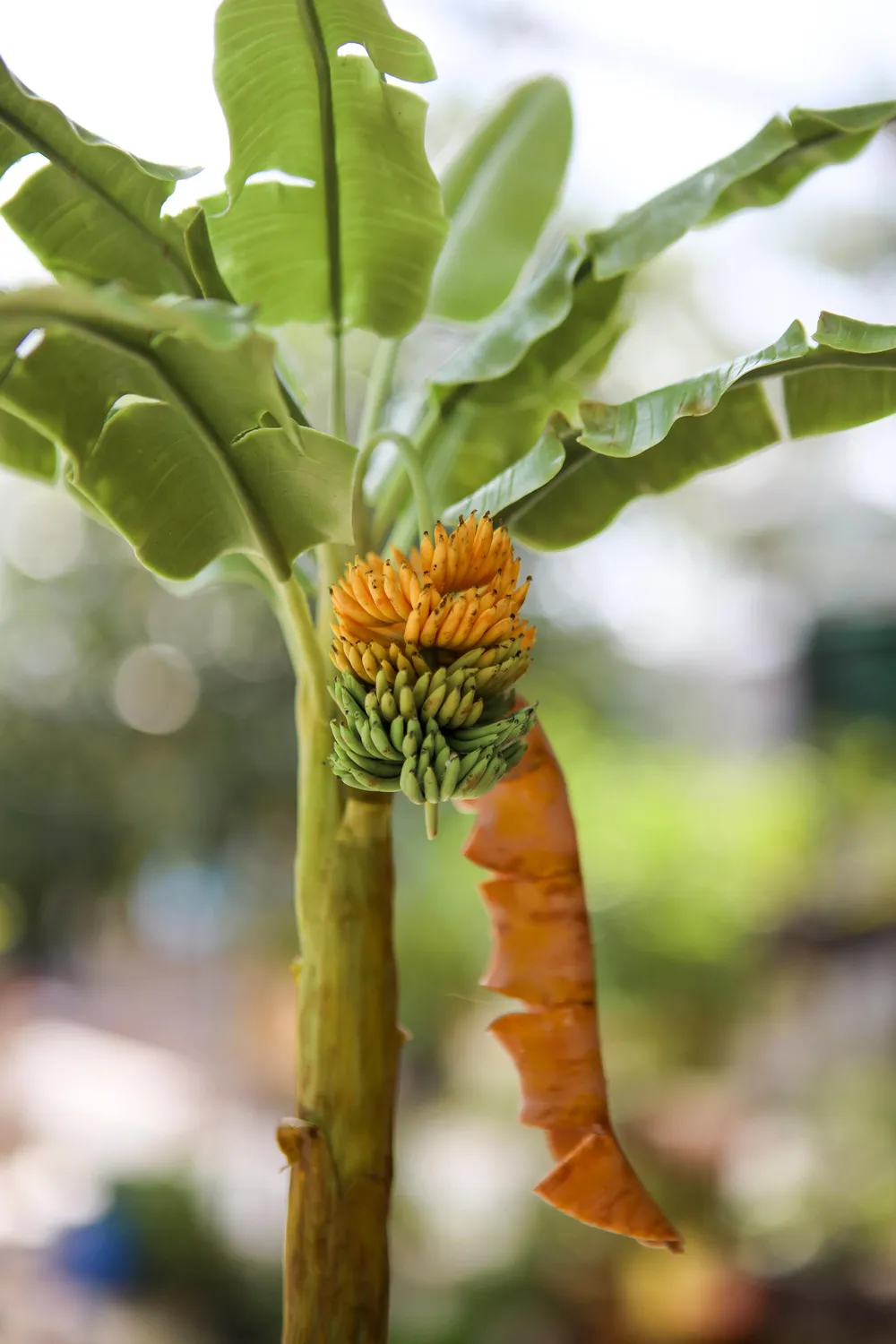 &quot;Sản phẩm mình làm dựa trên hình ảnh hoa thật, mình nghiên cứu khá kỹ trước khi làm, độ chân thật cũng cao nên được nhiều người yêu thích.&quot; - Chị Trang nói.