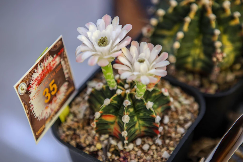 Một cây gym lem đang trổ hoa có giá khoảng 2 triệu.