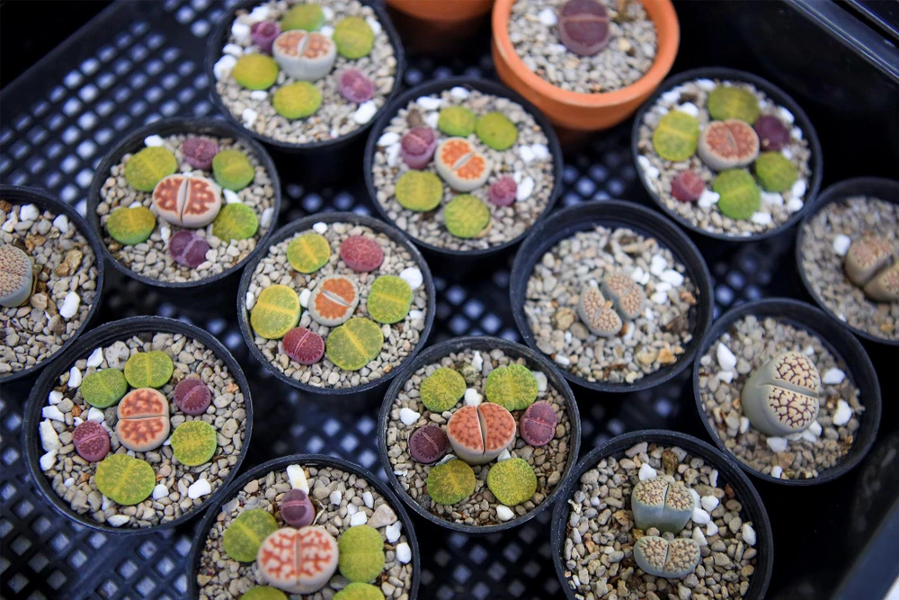 Ngoài xương rồng, hội chợ còn nhiều mặt hàng là cây mọng nước xinh xắn, hút mắt.