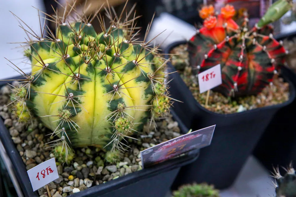 Xương rồng gieo hạt đột biến màu được chủ vườn chào bán với giá 18 triệu đồng/ cây