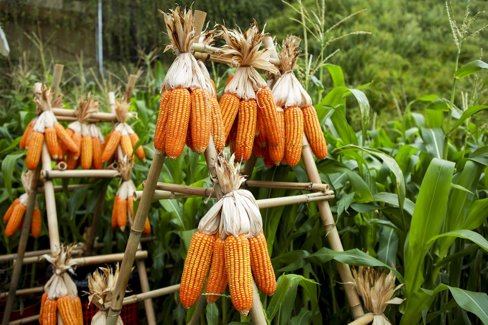 Đặc biệt, năm nay chất liệu lúa và bắp được sử dụng phổ biến trong không gian nơi đây.