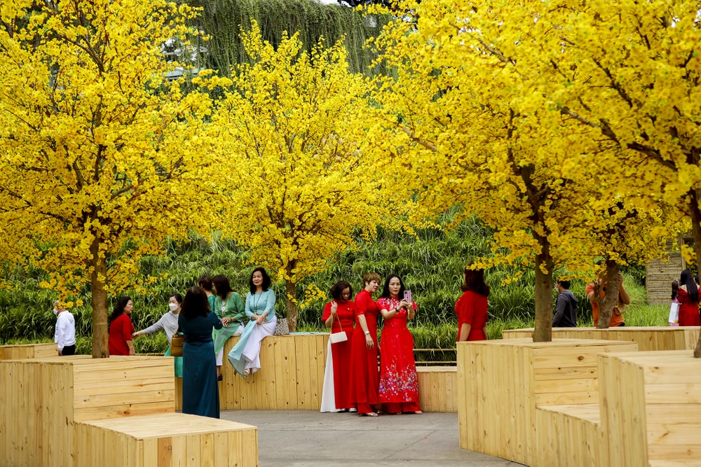 Hơn 100 gốc mai được trang trí trong không gian Lễ hội Tết Việt.