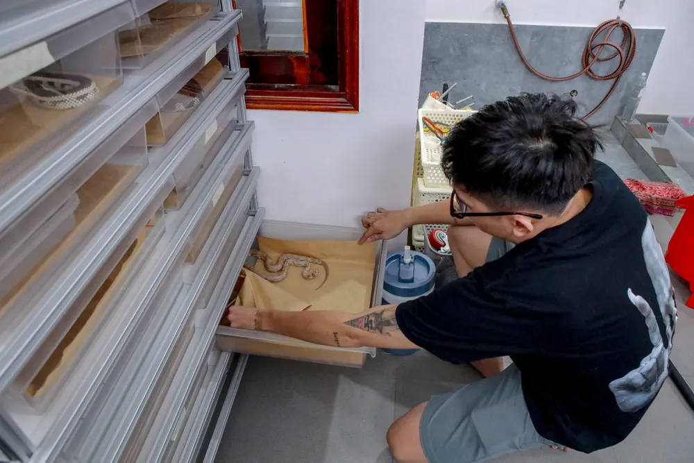 Mỗi con rắn được nuôi trong từng rack đảm bảo rắn có không gian hoạt động. Hieu_kenh bo sat (4).jpg