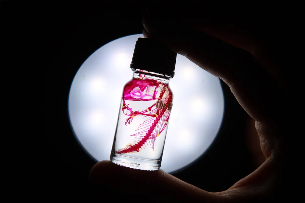 Gen z làm tiêu bản động vật thành tác phẩm nghệ thuật độc đáo