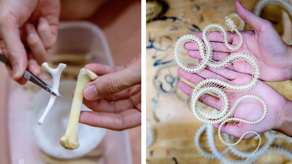 Gen z làm tiêu bản động vật thành tác phẩm nghệ thuật độc đáo