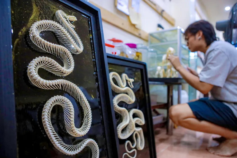 Gen z làm tiêu bản động vật thành tác phẩm nghệ thuật độc đáo