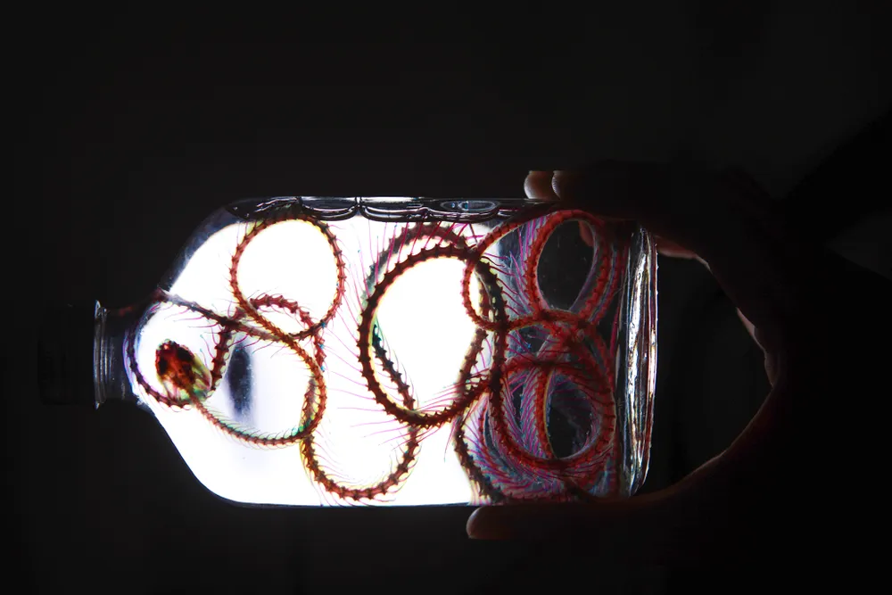 Gen z làm tiêu bản động vật thành tác phẩm nghệ thuật độc đáo