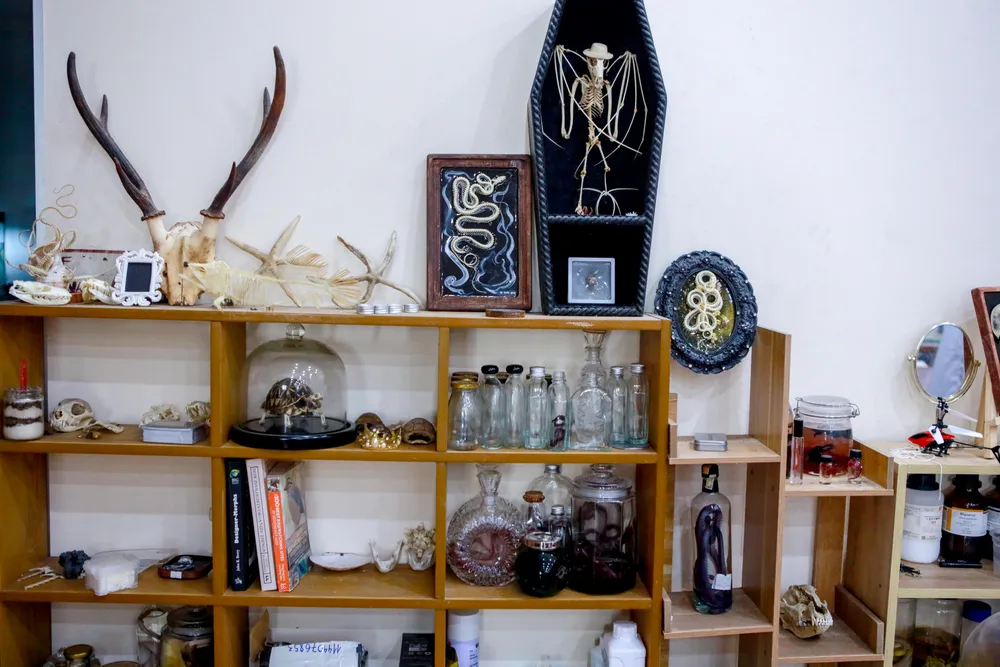 Gen z làm tiêu bản động vật thành tác phẩm nghệ thuật độc đáo