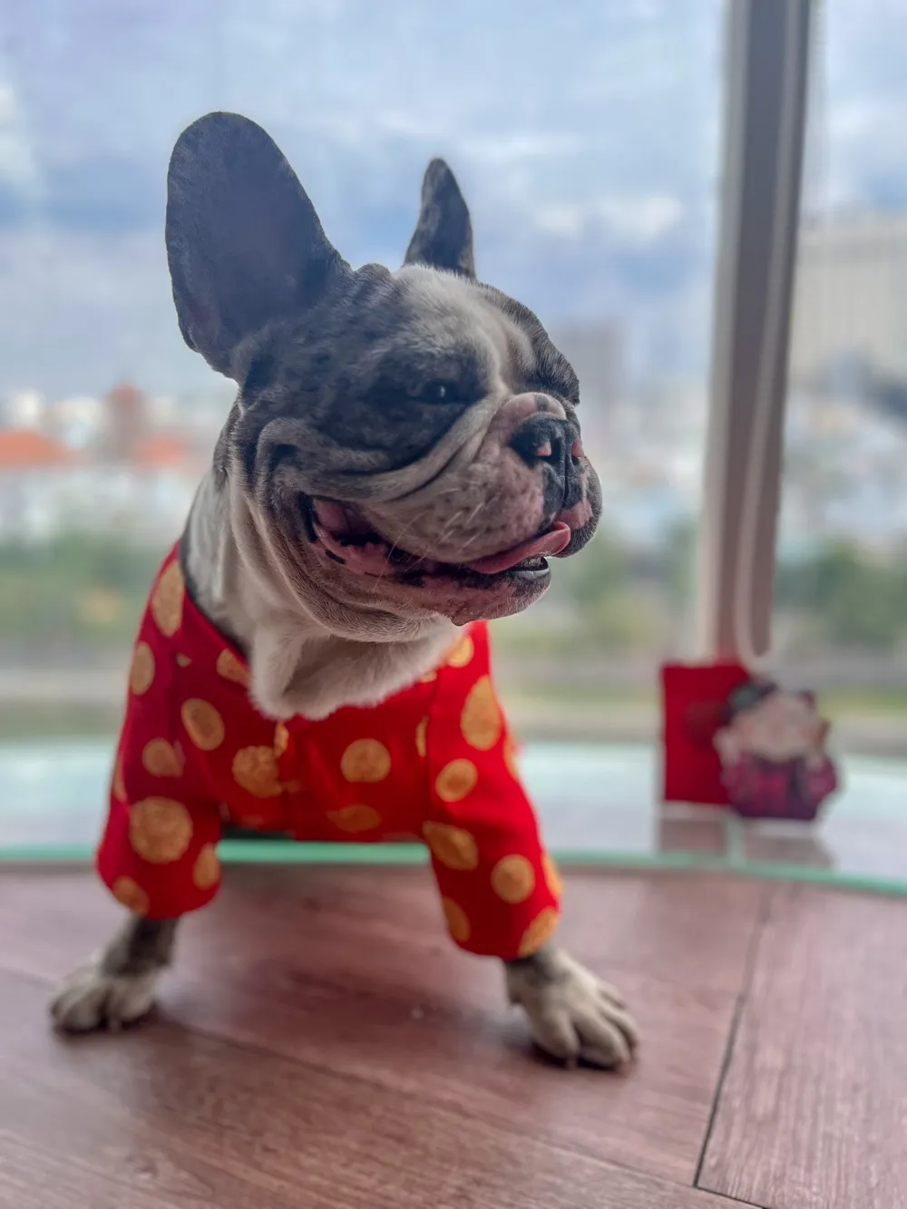 tìm chó thất lạc