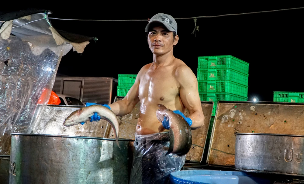Hơn 300 tấn cá lóc đổ xuyên đêm về chợ đầu mối lớn nhất TP.HCM ngày vía Thần Tài