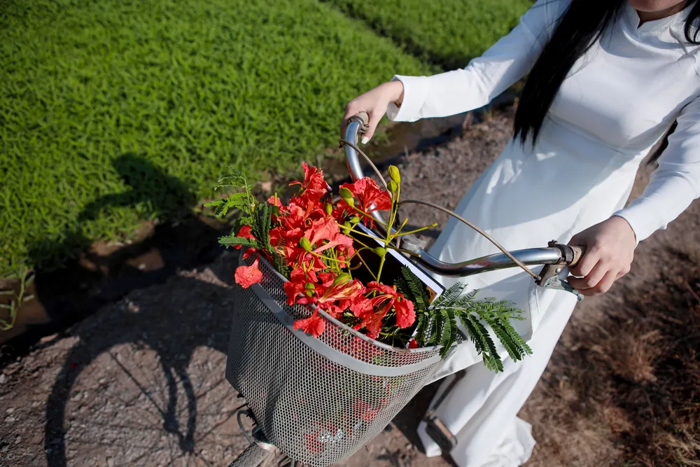 Người dân Sài Gòn ra đồng chụp ảnh 'cây phượng cô đơn'