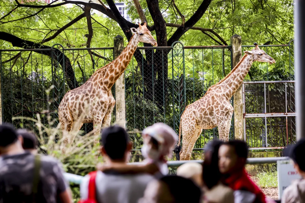 Thảo Cầm Viên Sài Gòn đông nghịt người, hơn 22.000 lượt khách vui chơi 2-9