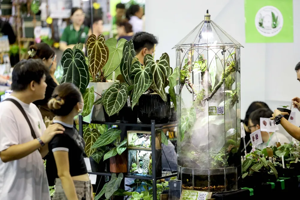 Khách tham quan những gian hàng trưng bày hồng môn và terrarium. Hoi-cho-kieng-la (7).jpg