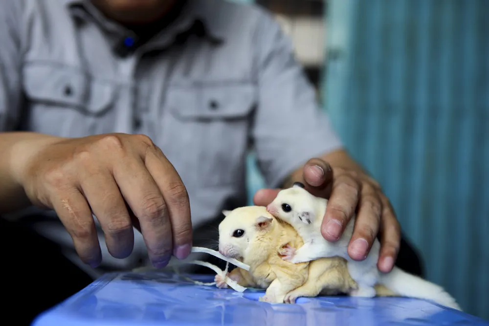 Sóc bay Úc thích ăn trái cây, rau củ, côn trùng nhỏ và các loại thực phẩm giàu protein.