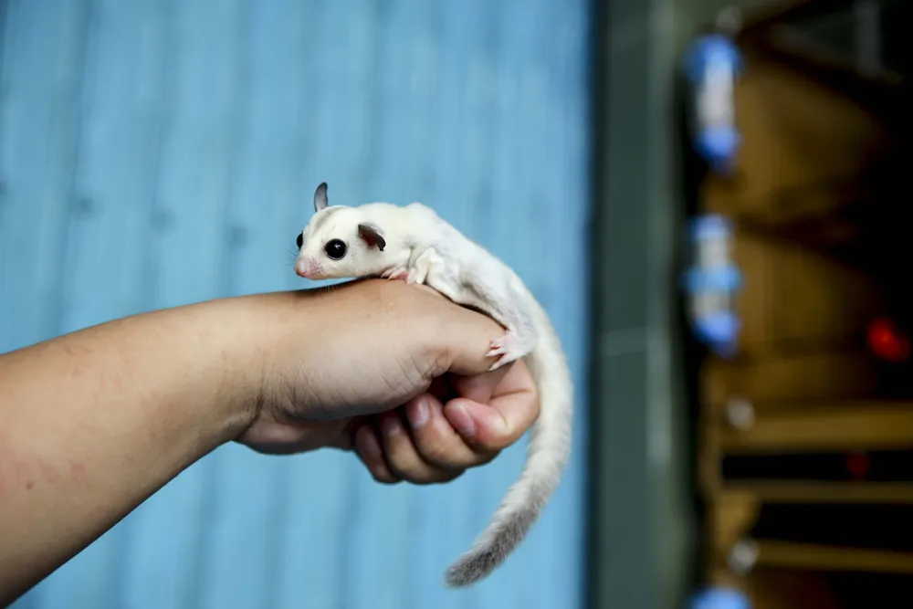 Trước khi có mặt tại Việt Nam, Sóc bay có nguồn gốc từ Úc và được nhân giống nhiều tại Thái Lan