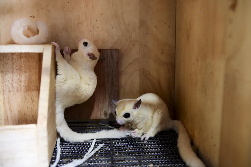 Thời gian lý tưởng để nuôi sóc bay là khi chúng ở giai đoạn baby (từ 1-3 tháng tuổi)