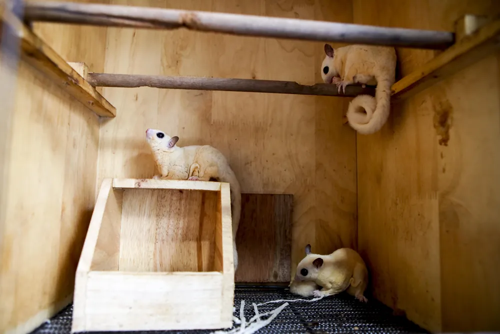 Sóc bay Úc là loài động vật hoạt động chủ yếu vào ban đêm. Chúng sẽ dành phần lớn thời gian ban ngày để ngủ và trở nên hoạt bát, năng động vào ban đêm