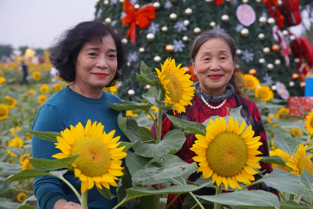 Vuon-hoa-huong-duong (12).JPG