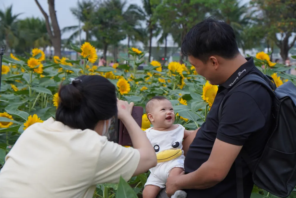 Vuon-hoa-huong-duong (13).JPG